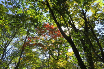紅葉