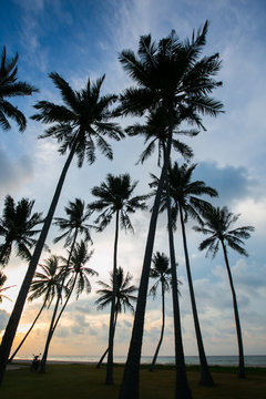 palm trees at beautiful sunset time