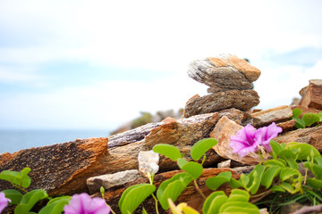 Plant growing on rock on seaside