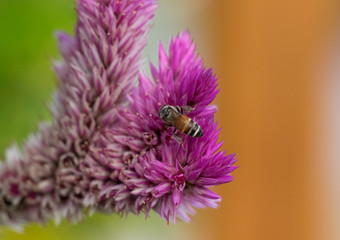 Bee