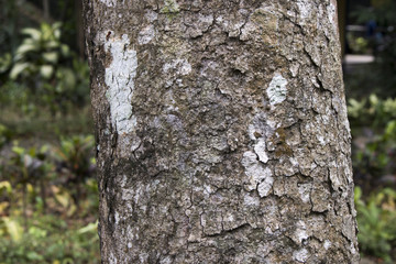 wooden log tree nature