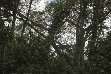 Wild forest Fallen tree in the median strip Europe