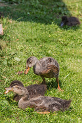 Friedliche Enten Familie auf Bauernhof