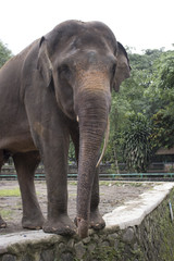 happy indonesia elephant in compound cage