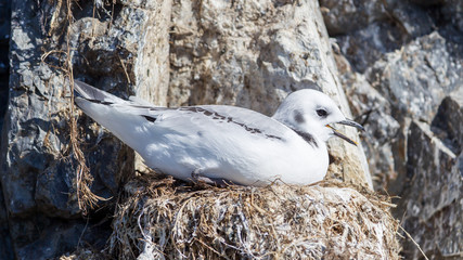 Black-legged kittiwake