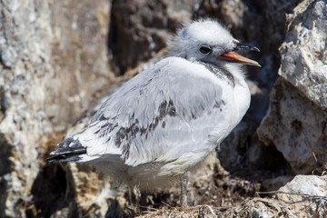 Black-legged kittiwake