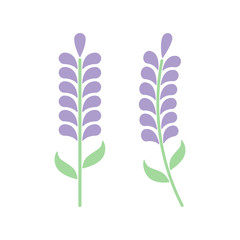 Minimal lavender with leafs isolated on white background. Lavender icon or logo. Vector illustration. Abstract flowers in flat style. Lavender flower