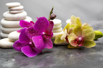 natural product for the spa system