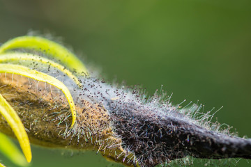 fungi mycelium on dry flower