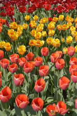 Obraz premium Cultivated of red tulips (Tulipa)