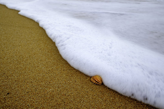 shell on beach