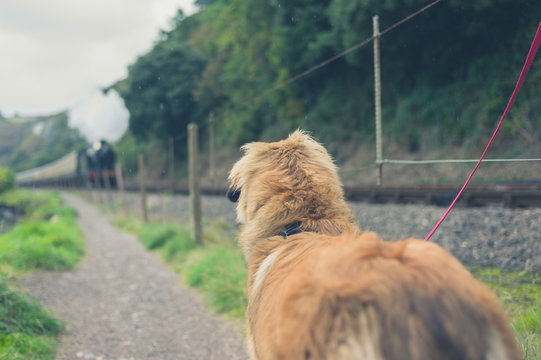 Dog looking at steam train