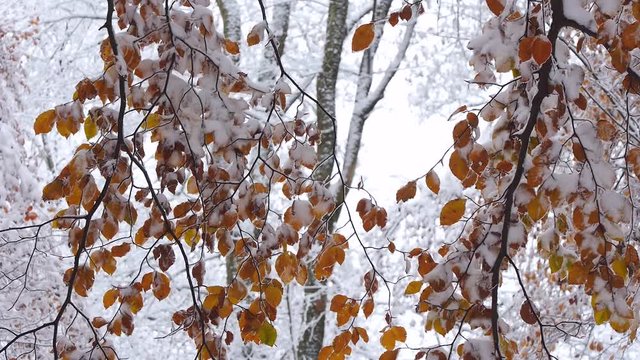 Buchenbl&auml;tter mit Schnee