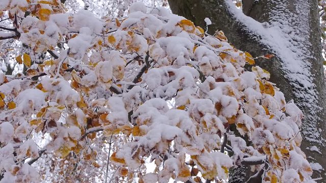 Buchenbl&auml;tter mit Schnee