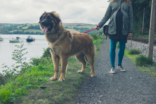 Woman walking giant dog by river