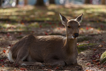 奈良公園の鹿