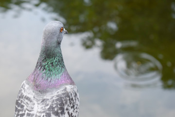 Pigeon looking away