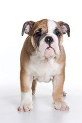 Obraz premium Funny bulldog puppy (isolated on white)