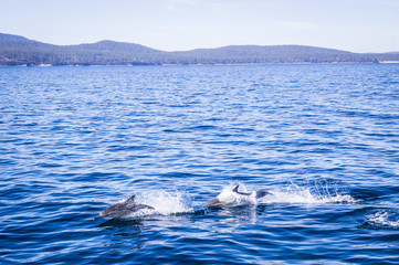 Dolphins jumping at Maria Island