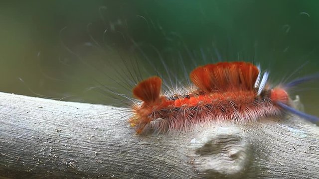 Hariry caterpillarr, close up caterpillar in tropical forest