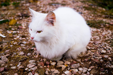 cat
