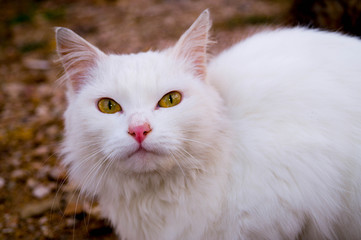 cat