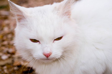 cat