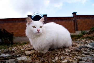 cat