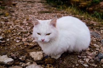 cat