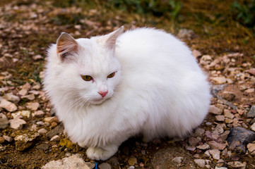cat