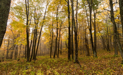 Fototapeta na wymiar forest during fall in the Appalachians of North Carolina
