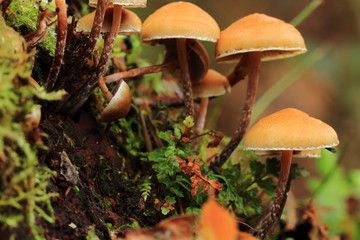 Pilze im Wald