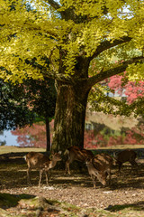 奈良公園の鹿