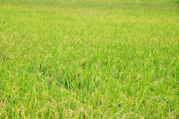 field of rice seedlings green for background texture.