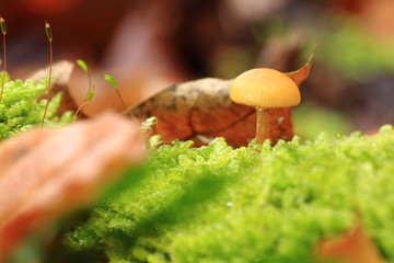 einzelner Pilz auf Waldboden zwischen den Moosen