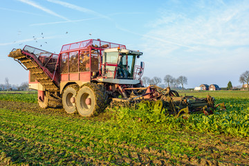 Mechanized harvesting of sugar beets in a Dutch field