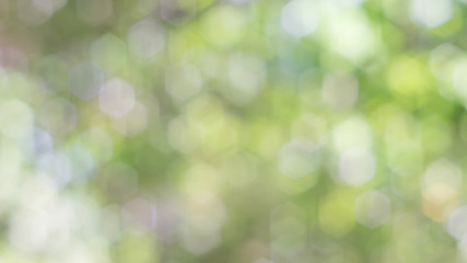 Fresh spring green bokeh for a background.