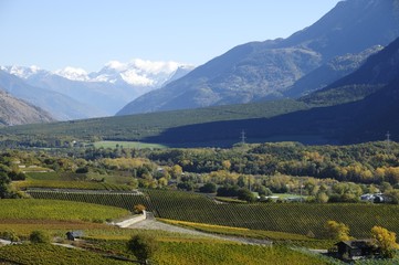 Fototapeta na wymiar Vignobles, Salquenen, Suisse, Valais