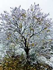 Close up of a tree with fallen leaves covered with snow in winter
