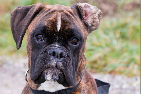 Brindled Boxer ldog ooking into the camera