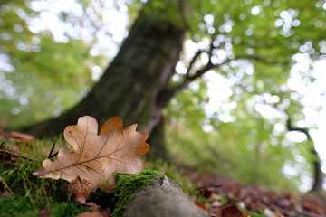 Eichenblatt am Waldboden