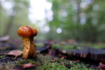 Pilz auf altem mit Moos bedeckten Baumstamm
