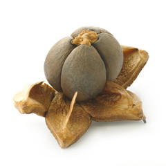 camellia seeds on a white background