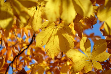Naklejka na ściany i meble Blätter der gewöhnlichen Rosskastanie im Herbst