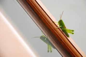 Green Grasshopper on The Wooden Window with Reflection - Diagonal Angle
