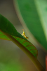 Grasshopper on the diagonal green leaf close up details in the morning.