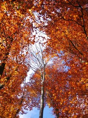 Bäume in wunderschönem Herbstkleid