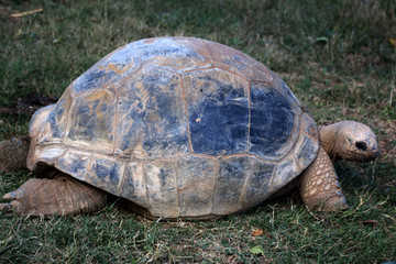 Giant turtle walking on the grass