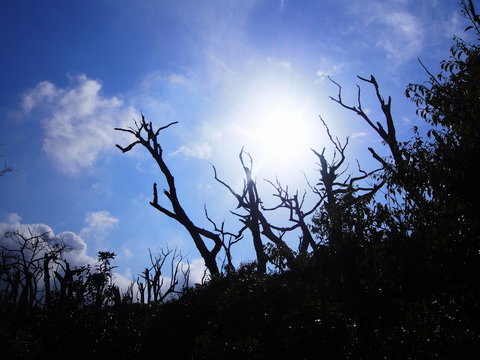 火山ガスで枯れた木と太陽