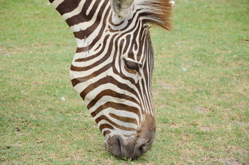 Naklejka premium zebra feeding grass on ground in field